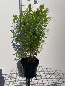 Spiraea billardii 50-60 cm cont. 3,0L