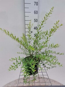 Spiraea cinerea 'Grefsheim' 40-50 cm cont. 3,0L - afbeelding 3