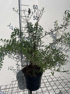 Spiraea cinerea 'Grefsheim' 50-60 cm cont. 3,0L - afbeelding 1