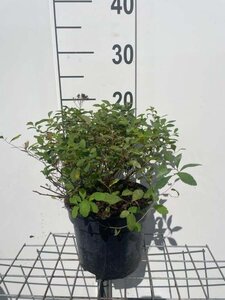 Spiraea decumbens geen maat specificatie cont. 3,0L