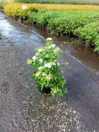 Spiraea jap. 'Albiflora' 25-30 cm cont. 3,0L - afbeelding 3