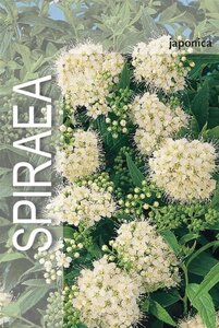 Spiraea jap. 'Albiflora' 25-30 cm cont. 3,0L - afbeelding 4