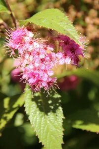 Spiraea jap. 'Anthony Waterer' 30-40 cm wortelgoed struik - afbeelding 1