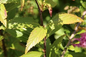 Spiraea jap. 'Anthony Waterer' 30-40 cm wortelgoed struik - afbeelding 3