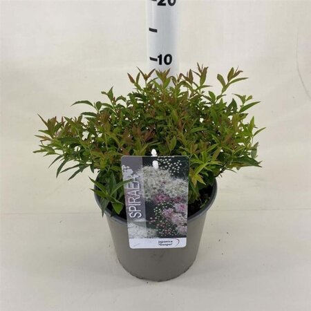 Spiraea jap. 'Genpei' 25-30 cm cont. 3,0L - afbeelding 1