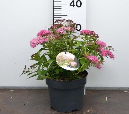 Spiraea jap. 'Genpei' 25-30 cm cont. 3,0L - afbeelding 2