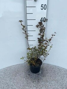 Spiraea jap. 'Little Princess' 20-30 cm cont. 1,3L