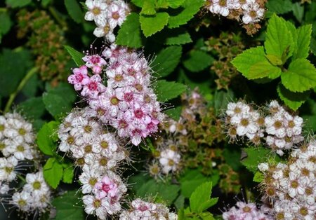 Spiraea jap. 'Little Princess' 25-30 cm cont. 3,0L - afbeelding 4