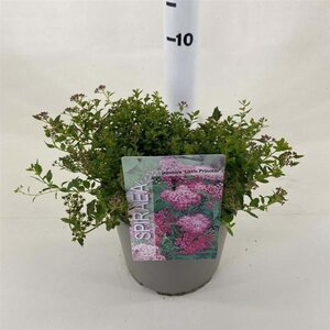 Spiraea jap. 'Little Princess' 25-30 cm cont. 3,0L - afbeelding 2