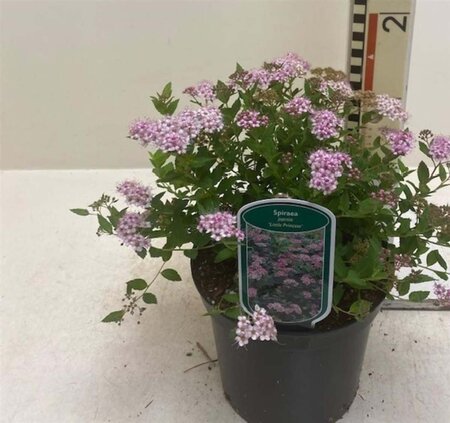 Spiraea jap. 'Little Princess' 25-30 cm cont. 3,0L - afbeelding 1