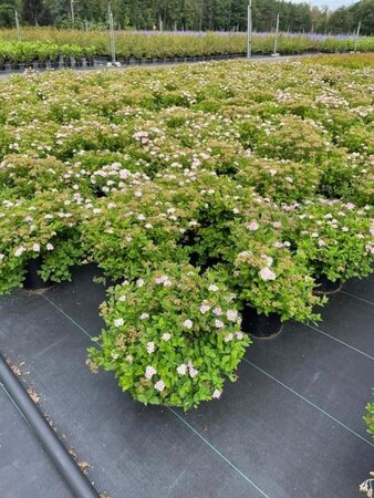 Spiraea jap. 'Little Princess' 25-30 cm cont. 3,0L - afbeelding 6