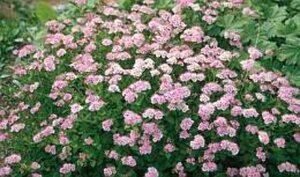 Spiraea jap. 'Little Princess' 30-40 cm cont. 3,0L - afbeelding 1