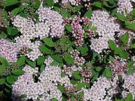 Spiraea jap. 'Little Princess' 30-40 cm cont. 3,0L - afbeelding 3