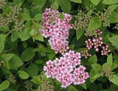 Spiraea jap. 'Little Princess' 30-40 cm wortelgoed struik - afbeelding 2