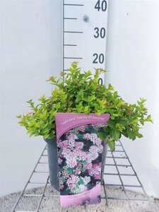 Spiraea jap. 'Little Princess' 40-60 cm cont. 3,0L