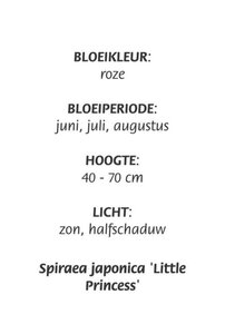 Spiraea jap. 'Little Princess' geen maat specificatie cont. 3,0L - afbeelding 1