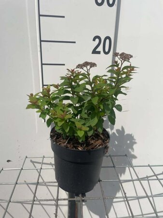 Spiraea jap. 'Manon' geen maat specificatie cont. 1,3L - afbeelding 2