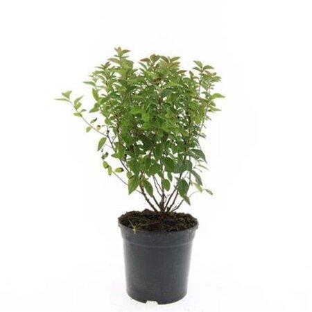 Spiraea jap. 'Manon' geen maat specificatie cont. 1,5L - afbeelding 5