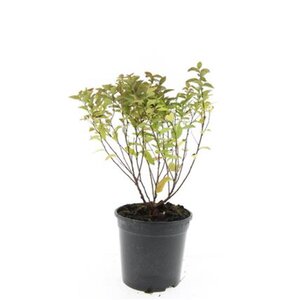 Spiraea jap. 'Manon' geen maat specificatie cont. 1,5L - afbeelding 3