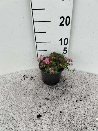 Spiraea jap. 'Nana' 10-15 cm cont. 1L - afbeelding 1