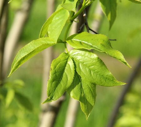 Staphylea colchica 40-60 cm container - afbeelding 3