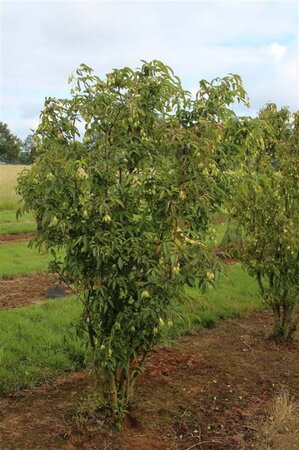 Staphylea colchica 40-60 cm container - afbeelding 4