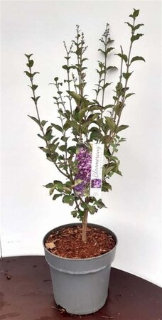 Syringa Bloomerang Dark Purple 40-50 cm cont. 5,0L