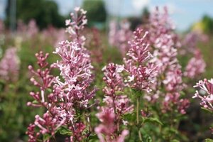 Syringa Bloomerang Pink Perfume 40-50 cm cont. 5,0L - afbeelding 2