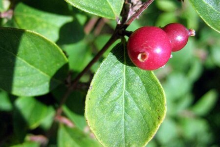 Symphoricarpos ch. 'Hancock' 50-80 cm cont. 3,0L - afbeelding 1