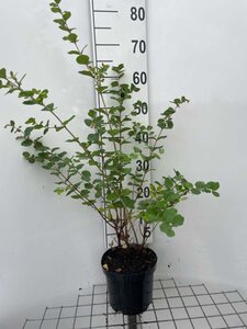 Symphoricarpos d. 'Mother of Pearl' 60-80 cm cont. 3,0L