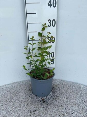 Symphoricarpos d. 'Mother of Pearl' geen maat specificatie cont. 2,0L