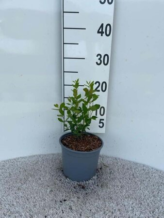 Symphoricarpos d. 'White Hedge' geen maat specificatie cont. 2,0L