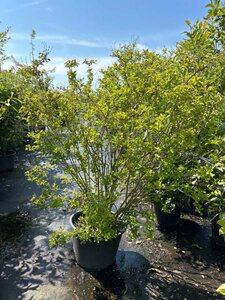 Syringa 'Josée' 125-150 cm cont. 40L - afbeelding 2