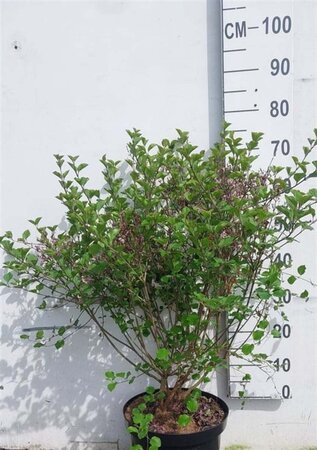 Syringa meyeri 'Palibin' 60-80 cm cont. 10L