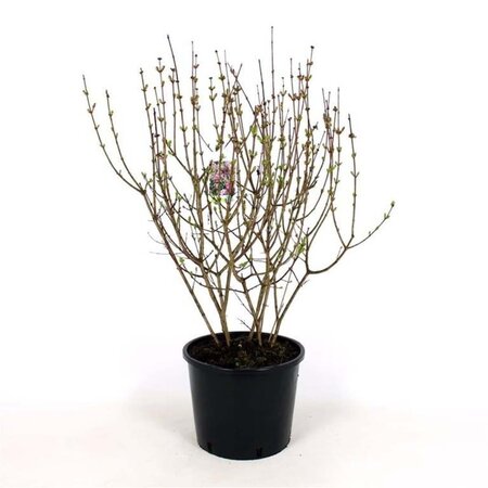 Syringa meyeri 'Palibin' 60-80 cm cont. 12L - afbeelding 2