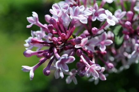 Syringa microphylla 'Superba' 100-125 cm container - afbeelding 3