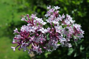 Syringa microphylla 'Superba' 50-60 cm container - afbeelding 2