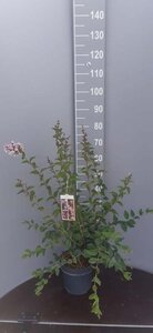 Syringa microphylla 'Superba' 60-80 cm cont. 5,0L