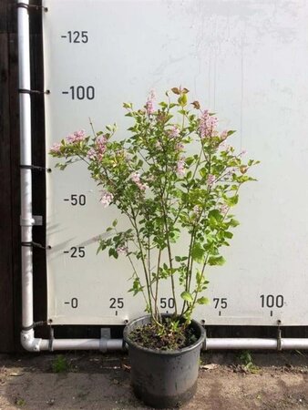 Syringa microphylla 'Superba' 80-100 cm container - afbeelding 4