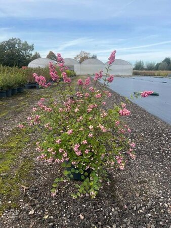 Symphoricarpos Magical Sweet 50-60 cm cont. 10L