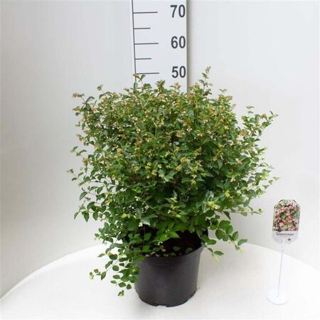 Symphoricarpos Magical Sweet 50-60 cm cont. 10L