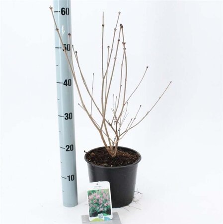 Syringa patula 'Miss Kim' 30-40 cm cont. 3,0L - afbeelding 1