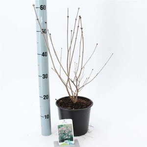 Syringa patula 'Miss Kim' 30-40 cm cont. 3,0L - afbeelding 1