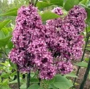 Syringa v. 'And. an Ludwig Späth' geen maat specificatie wortelgoed 3-5 tak struik - afbeelding 2