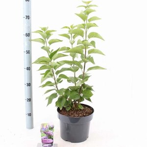 Syringa v. 'Katherine Havemeyer' LAVENDELPAARS 40-50 cm cont. 5,0L - afbeelding 2