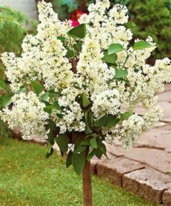 Syringa v. 'Mme Lemoine' WIT geen maat specificatie wortelgoed 3-5 tak struik - afbeelding 2