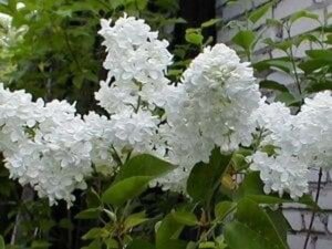 Syringa v. 'Mme Lemoine' WIT geen maat specificatie wortelgoed 5-8 tak struik - afbeelding 1