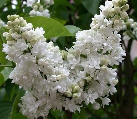 Syringa v. 'Mme Lemoine' WIT geen maat specificatie wortelgoed 5-8 tak struik - afbeelding 3