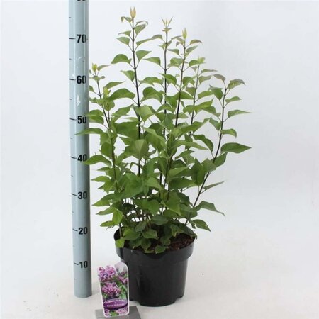 Syringa v. 'Prince Wolkonsky' 40-50 cm cont. 5,0L - afbeelding 1