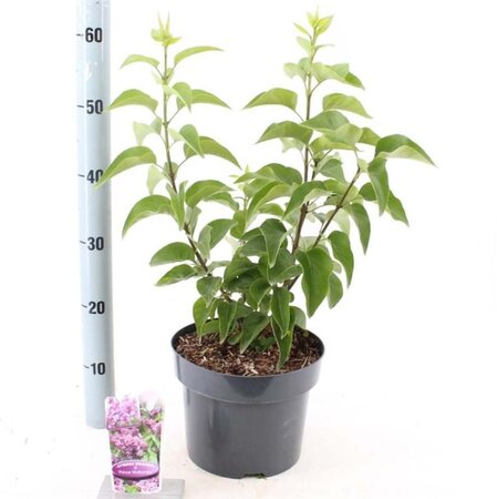 Syringa v. 'Prince Wolkonsky' 40-50 cm cont. 5,0L - afbeelding 2